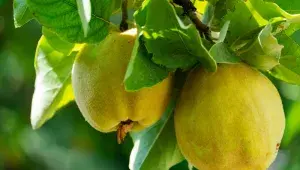 Jak se kdoule promění v královnu! Nejlepší podzimní trik: Připravte si želé s limetou a využijte ovoce jako přírodní difuzér