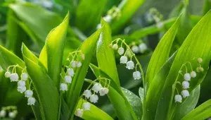 Listy medvědího česneku a konvalinek jsou podobné, konvalinkové květy jsou ale jasně rozpoznatelné