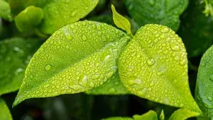 Zelený lisst - ekologie