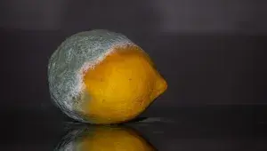 Plíseň na potravinách