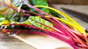 Stonky mangoldu hýří všemi barvami