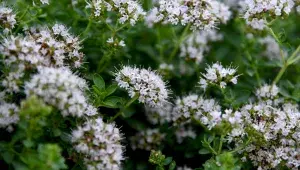 Majoránka lékařská, Origanum majoran, kvete víle až světle fialově