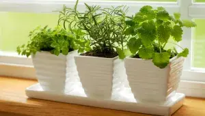 V českých podmínkách se majoránce daří v květníku či skleníku lépe než v záhonech – nesnáší zimu