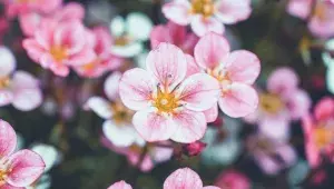 Růžové květy ovocného stromu