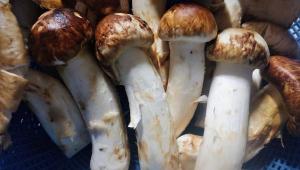 Matsutake