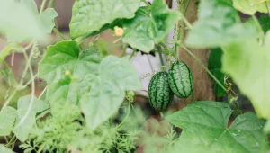 Okurkové listy a květy, stonky pnoucí se jako liány a plody roztomilých mini melounků, to je mouse melon