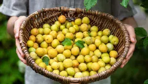 Mirabelky, nebo špendlíky?