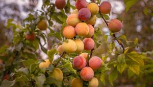 Slivoň mirabelka (mirabelle plum, Prunus domestica subsp. syriaca)