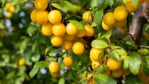 Slivoň mirabelka (mirabelle plum, Prunus domestica subsp. syriaca)