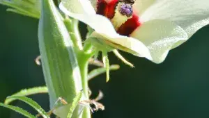 Ibišek jedlý v květu