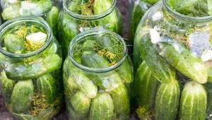 Nakládané okurky