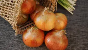 cibule