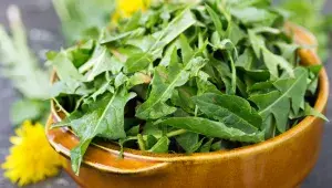 Mladé pampeliškové listy jsou plné výživných látek