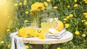 Piknik na louce plné pampelišek je příjemná kratochvíle