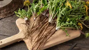 Mladé pampeliškové listy sbírejte na salát, z kořenů můžete upražit kávu