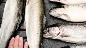 ryby na rybí omáčku garum