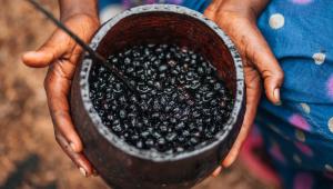 Sklizené a kvašené acai