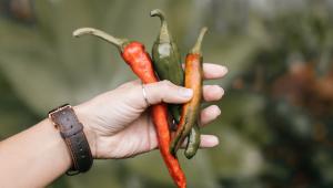 Chilli papričky