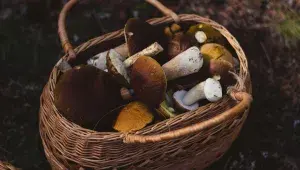 Co s plným košíkem? 4 triky, jak uchovat houby po celý rok (a překvapit rodinu houbovou paštikou)