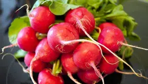 Ředkvičky můžete sklízet už 3–4 týdny od výsevu