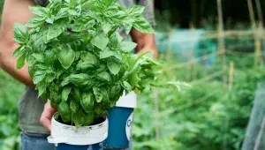 bazalka v květináči