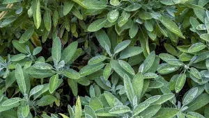 Listy šalvěje tvoří typické růžice, lákavý je i jejich sametově hebký povrch