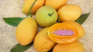 Slivoň špendlík žlutý (Prunus domestica ʽDrap d'Or d'Esperen’)