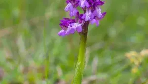 Orchidej, z jejíchž hlíz se získává salep