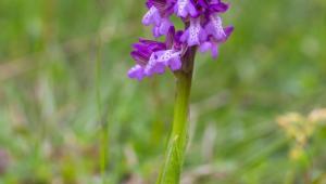 Orchidej, z jejíchž hlíz se získává salep