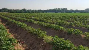 SCHWENK jahody s.r.o.