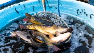 Výlov rybníka kapři