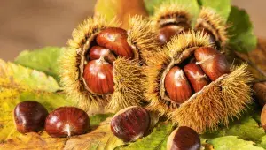 Jedlé kaštany
