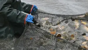 Výlov rybníka kapři Výlov rybníka kapři