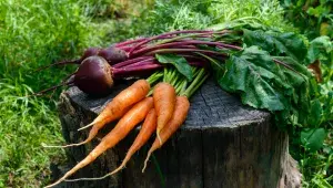 Natě zeleniny do koše nepatří