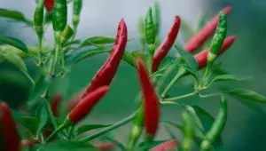 Chilli papričky