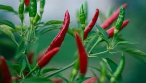 Chilli papričky