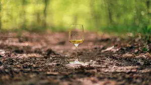 Sklenka vína z Vinné stezky