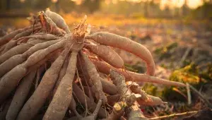 K výrobě tapiokových perel se používá škrob z kořene manioku