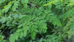 Moringa