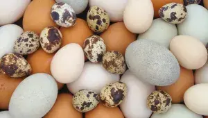 Husí, kachní, slepičí, křepelčí... Jedlých druhů vajec je spousta