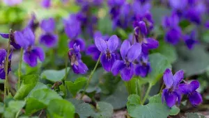 Violka vonná (Viola odorata)