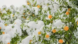 Dužina yuzu je spíš sušší