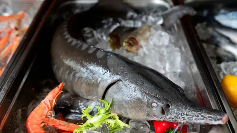 Dobrodružství v kuchyni: jeseter