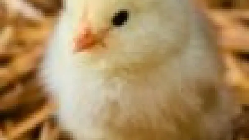 Jak se žije šťastným kuřatům