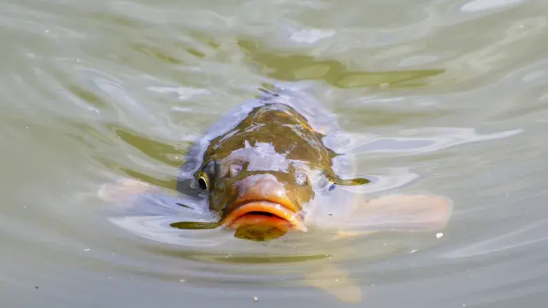 Vodňanští kapříci budou léčit srdce