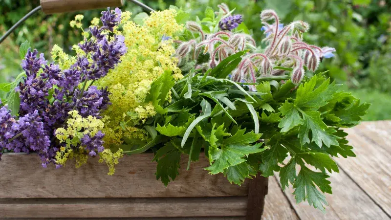 Jiřák sklízí, co přes rok zasel! Bylinky, čaje a koření