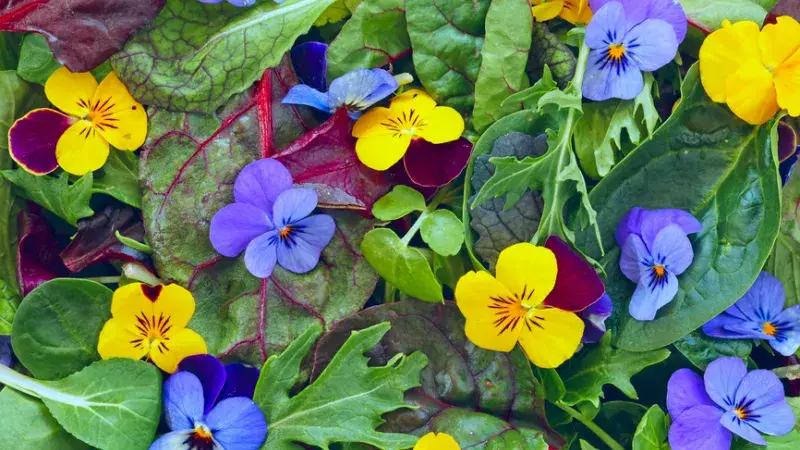 Tip na kurz vaření: jedlé kvítí na talíři