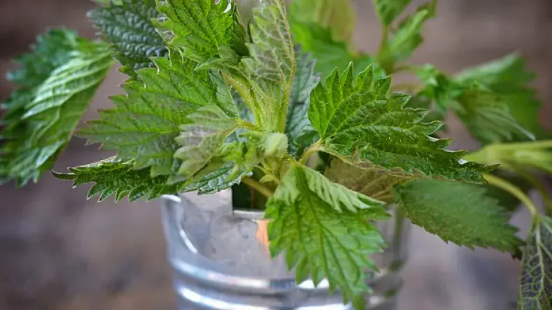 Zelené lahůdky z louky