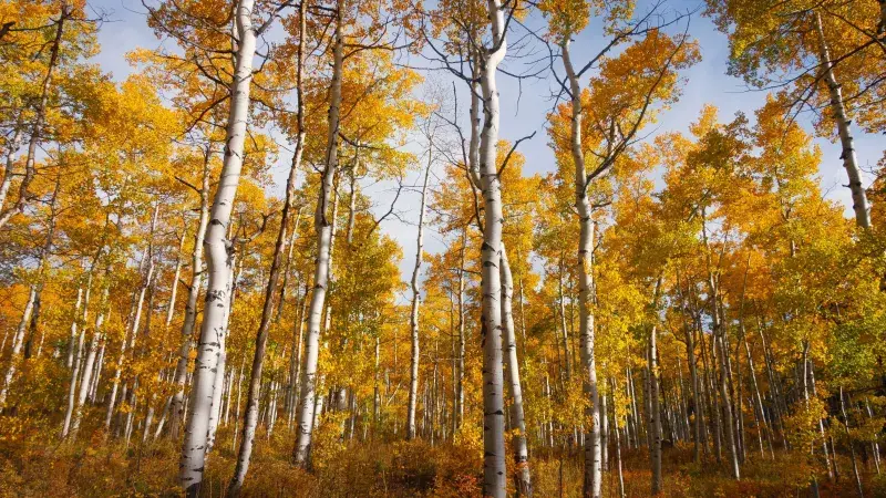 Březová míza: přírodní zázrak, který pročistí organismus