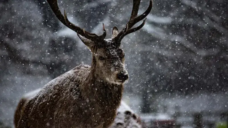  Čím přikrmovat lesní zvěř během zimy?